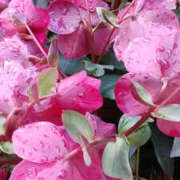 ヒメ日記 2025/03/19 17:41 投稿 しずか 奥鉄オクテツ神奈川店（デリヘル市場グループ）