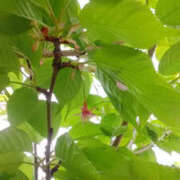 ヒメ日記 2025/03/24 12:46 投稿 しずか 奥鉄オクテツ神奈川店（デリヘル市場グループ）