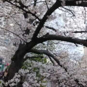 ヒメ日記 2025/04/05 01:25 投稿 しずか 奥鉄オクテツ神奈川店（デリヘル市場グループ）