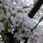 ヒメ日記 2025/04/06 00:55 投稿 しずか 奥鉄オクテツ神奈川店（デリヘル市場グループ）