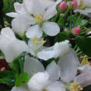 ヒメ日記 2025/04/13 17:16 投稿 しずか 奥鉄オクテツ神奈川店（デリヘル市場グループ）