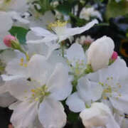 ヒメ日記 2025/04/16 17:04 投稿 しずか 奥鉄オクテツ神奈川店（デリヘル市場グループ）