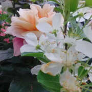 ヒメ日記 2025/04/19 01:43 投稿 しずか 奥鉄オクテツ神奈川店（デリヘル市場グループ）