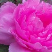 ヒメ日記 2025/04/23 12:48 投稿 しずか 奥鉄オクテツ神奈川店（デリヘル市場グループ）