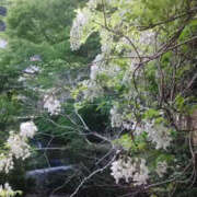 ヒメ日記 2025/04/24 17:10 投稿 しずか 奥鉄オクテツ神奈川店（デリヘル市場グループ）