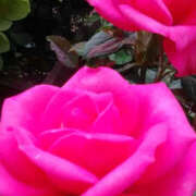 ヒメ日記 2025/05/16 12:53 投稿 しずか 奥鉄オクテツ神奈川店（デリヘル市場グループ）