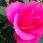 ヒメ日記 2025/05/21 11:42 投稿 しずか 奥鉄オクテツ神奈川店（デリヘル市場グループ）