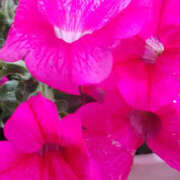 ヒメ日記 2025/05/23 16:10 投稿 しずか 奥鉄オクテツ神奈川店（デリヘル市場グループ）