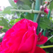 ヒメ日記 2025/05/24 06:30 投稿 しずか 奥鉄オクテツ神奈川店（デリヘル市場グループ）