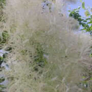 ヒメ日記 2025/06/08 05:27 投稿 しずか 奥鉄オクテツ神奈川店（デリヘル市場グループ）