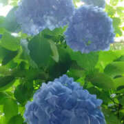 ヒメ日記 2025/06/20 23:40 投稿 しずか 奥鉄オクテツ神奈川店（デリヘル市場グループ）