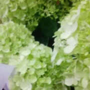 ヒメ日記 2025/07/02 20:59 投稿 しずか 奥鉄オクテツ神奈川店（デリヘル市場グループ）