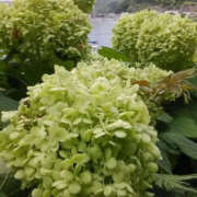 ヒメ日記 2025/07/04 19:31 投稿 しずか 奥鉄オクテツ神奈川店（デリヘル市場グループ）