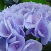 ヒメ日記 2025/07/22 07:48 投稿 しずか 奥鉄オクテツ神奈川店（デリヘル市場グループ）