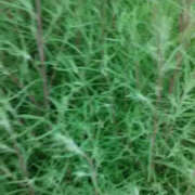 ヒメ日記 2025/08/06 22:03 投稿 しずか 奥鉄オクテツ神奈川店（デリヘル市場グループ）