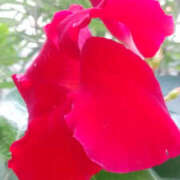 ヒメ日記 2025/08/10 11:06 投稿 しずか 奥鉄オクテツ神奈川店（デリヘル市場グループ）