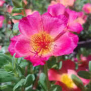 ヒメ日記 2025/08/31 07:24 投稿 しずか 奥鉄オクテツ神奈川店（デリヘル市場グループ）