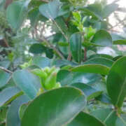 ヒメ日記 2025/09/06 13:51 投稿 しずか 奥鉄オクテツ神奈川店（デリヘル市場グループ）