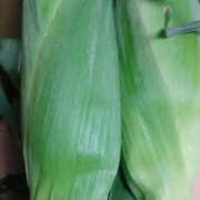 ヒメ日記 2025/09/13 14:36 投稿 しずか 奥鉄オクテツ神奈川店（デリヘル市場グループ）