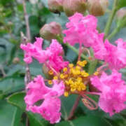 ヒメ日記 2025/09/15 13:02 投稿 しずか 奥鉄オクテツ神奈川店（デリヘル市場グループ）