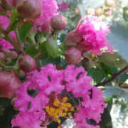 ヒメ日記 2025/09/16 13:02 投稿 しずか 奥鉄オクテツ神奈川店（デリヘル市場グループ）