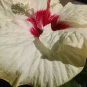 ヒメ日記 2025/09/17 12:45 投稿 しずか 奥鉄オクテツ神奈川店（デリヘル市場グループ）