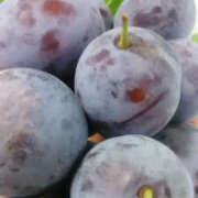 ヒメ日記 2025/09/19 15:07 投稿 しずか 奥鉄オクテツ神奈川店（デリヘル市場グループ）