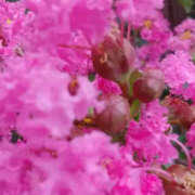 ヒメ日記 2025/09/22 01:04 投稿 しずか 奥鉄オクテツ神奈川店（デリヘル市場グループ）