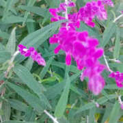 ヒメ日記 2025/11/22 14:53 投稿 しずか 奥鉄オクテツ神奈川店（デリヘル市場グループ）