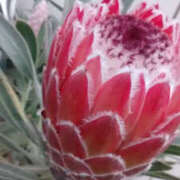 ヒメ日記 2025/12/03 14:34 投稿 しずか 奥鉄オクテツ神奈川店（デリヘル市場グループ）