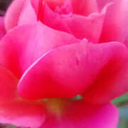 ヒメ日記 2025/12/10 02:12 投稿 しずか 奥鉄オクテツ神奈川店（デリヘル市場グループ）