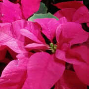 ヒメ日記 2025/12/22 00:11 投稿 しずか 奥鉄オクテツ神奈川店（デリヘル市場グループ）