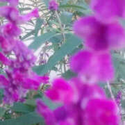 ヒメ日記 2026/01/11 13:26 投稿 しずか 奥鉄オクテツ神奈川店（デリヘル市場グループ）