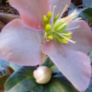 ヒメ日記 2026/01/12 02:50 投稿 しずか 奥鉄オクテツ神奈川店（デリヘル市場グループ）