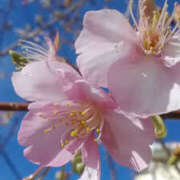 ヒメ日記 2026/01/26 01:48 投稿 しずか 奥鉄オクテツ神奈川店（デリヘル市場グループ）