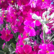 ヒメ日記 2026/02/02 01:24 投稿 しずか 奥鉄オクテツ神奈川店（デリヘル市場グループ）