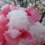 ヒメ日記 2026/02/08 13:11 投稿 しずか 奥鉄オクテツ神奈川店（デリヘル市場グループ）