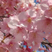 ヒメ日記 2026/02/12 13:53 投稿 しずか 奥鉄オクテツ神奈川店（デリヘル市場グループ）