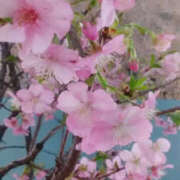 ヒメ日記 2026/02/13 12:38 投稿 しずか 奥鉄オクテツ神奈川店（デリヘル市場グループ）