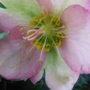 ヒメ日記 2026/02/19 19:52 投稿 しずか 奥鉄オクテツ神奈川店（デリヘル市場グループ）