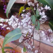 ヒメ日記 2026/02/21 16:15 投稿 しずか 奥鉄オクテツ神奈川店（デリヘル市場グループ）