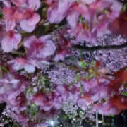 ヒメ日記 2026/02/23 21:39 投稿 しずか 奥鉄オクテツ神奈川店（デリヘル市場グループ）