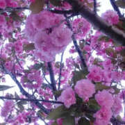 ヒメ日記 2026/04/13 03:24 投稿 しずか 奥鉄オクテツ神奈川店（デリヘル市場グループ）