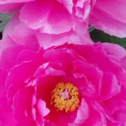 しずか こんにちはです。 奥鉄オクテツ神奈川店（デリヘル市場グループ）