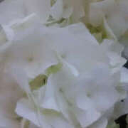 ヒメ日記 2026/05/20 12:27 投稿 しずか 奥鉄オクテツ神奈川店（デリヘル市場グループ）