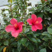 ヒメ日記 2025/02/13 07:29 投稿 あき 奥鉄オクテツ神奈川店（デリヘル市場グループ）