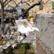 ヒメ日記 2025/04/04 23:23 投稿 あき 奥鉄オクテツ神奈川店（デリヘル市場グループ）