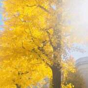 ヒメ日記 2024/12/10 14:42 投稿 しほり 奥鉄オクテツ神奈川店（デリヘル市場グループ）