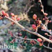 ヒメ日記 2025/03/12 00:21 投稿 しほり 奥鉄オクテツ神奈川店（デリヘル市場グループ）