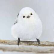 ヒメ日記 2025/02/09 09:40 投稿 らんか 奥鉄オクテツ神奈川店（デリヘル市場グループ）